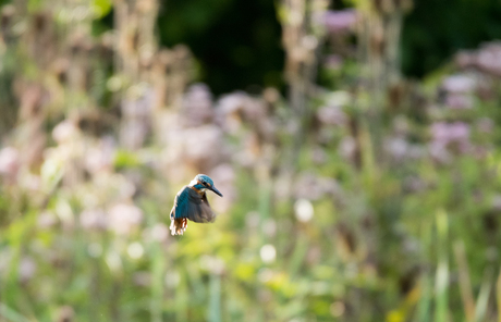 IJsvogel hangend in de lucht