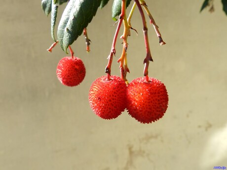 Is niet voor de kerstboom