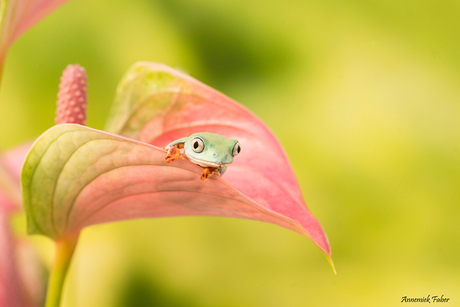 nieuwsgierige boomkikker