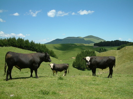 Stieren in Nieuw Zeeland