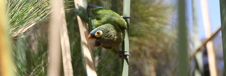 Nieuwsgierige papegaai