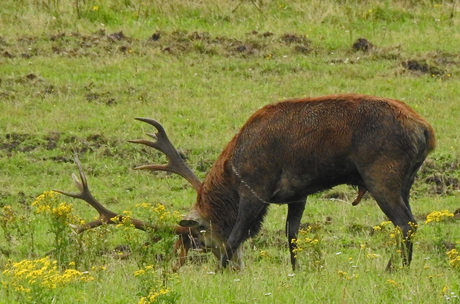 Wildplassen