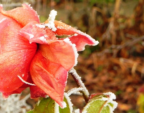 Winter in Schagen 2.jpg