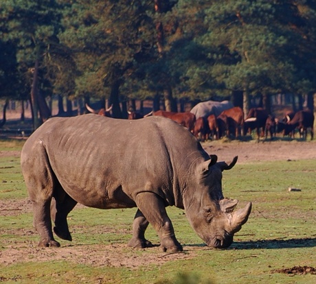 een neushoorn