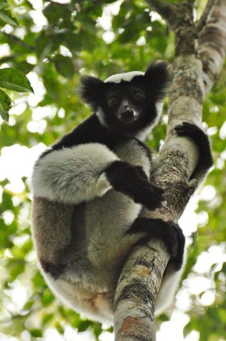 Oog in oog met de Indri Indri