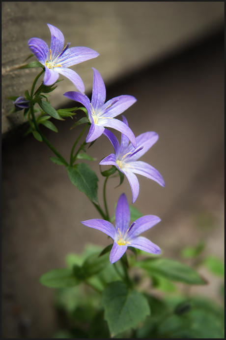 Campanula aka kruipklokje