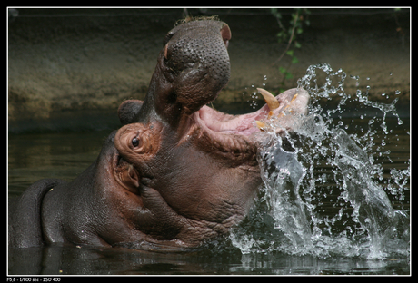 Jumping hippo