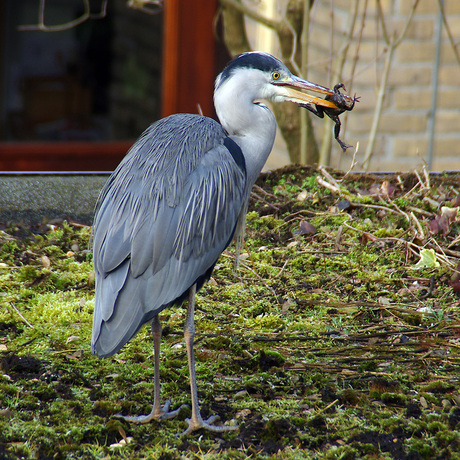 Reiger met kikker