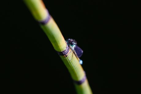 Op safari in de tuin