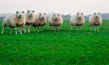 Dames in de wei