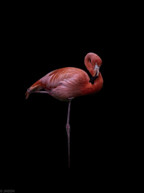 Flamingo