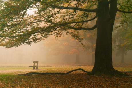 Lonely in the autumn mist