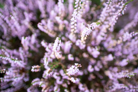 Heide op landgoed Pijnenburg