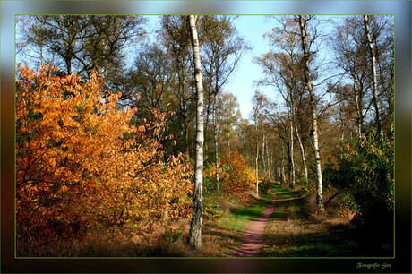 Het Berkenbos