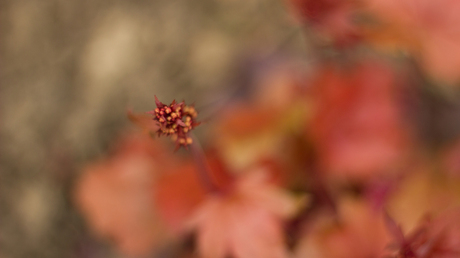 Knopjes in de tuin