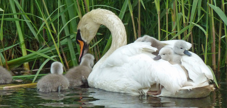 2016_0521 Zwaan met jongen (4)