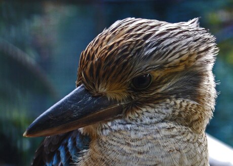 Kookaburra