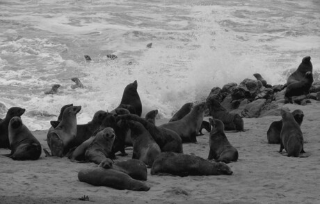 Seal colony