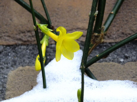 na sneeuw komt zon