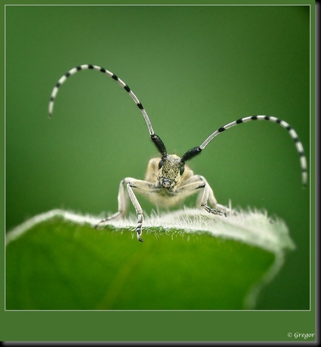 Distelboktor - Agapanthia villosoviridescens