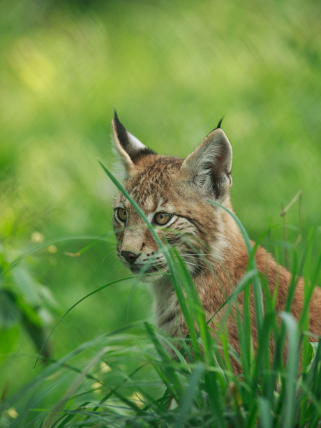 Bijna verborgen Lynx