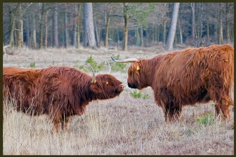 Love is in the air..