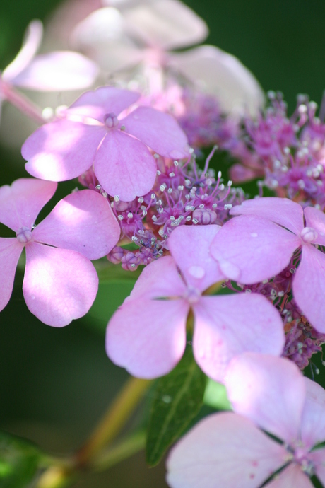 Bloemen