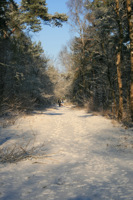 Wandelen door de bossen