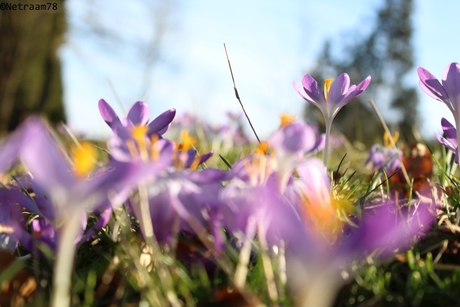 Lentebloemen