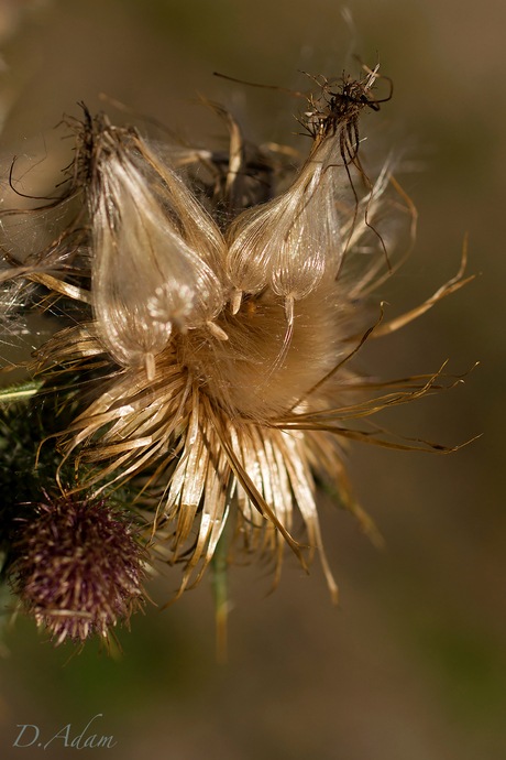 Gouden lichtval