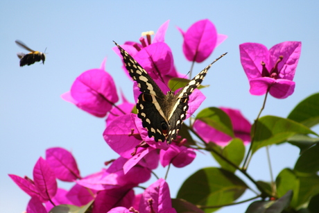 Buzzy Bougainvillea