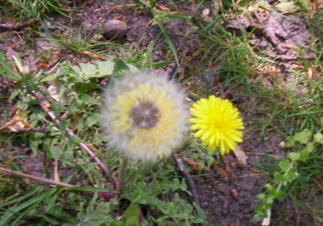 Paardenbloemen