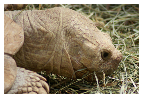 Stoffel de schildpad