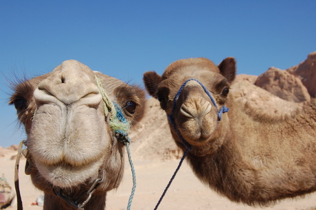 Camels