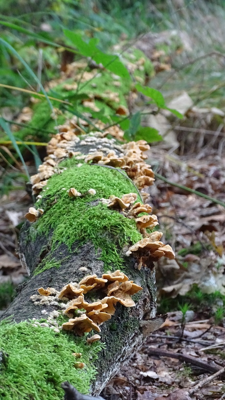 Paddenstoelen 2