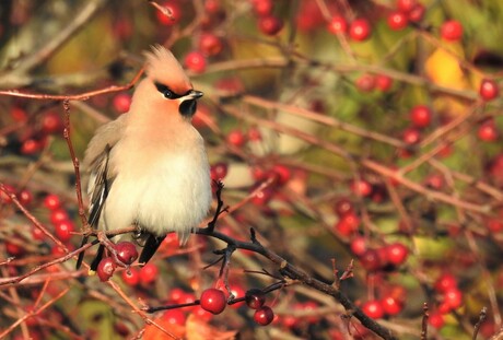 pestvogel