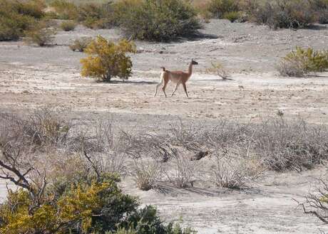 Guanaco