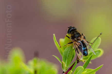 150418 Achtertuin Bij-0108