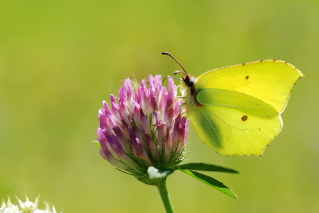 Citroenvlinder