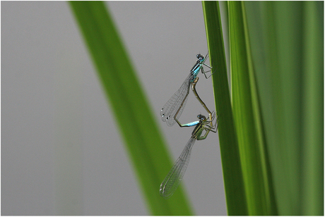 Watersnuffels...................