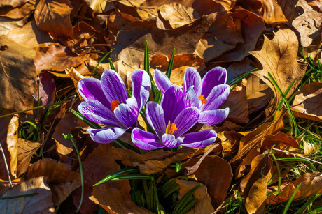 eerste lentebloemen