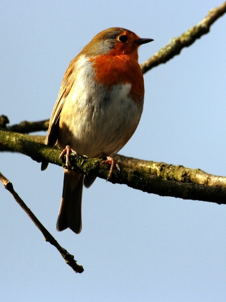 Roodborst in Zoo