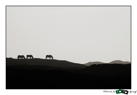 Wild Horses on Texel