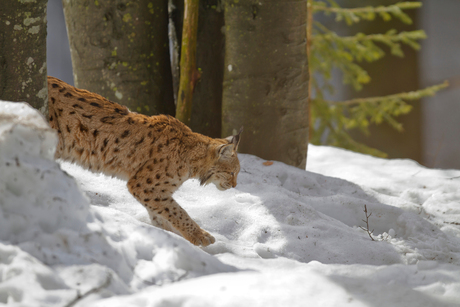 Lynx in sneeuwlandschap