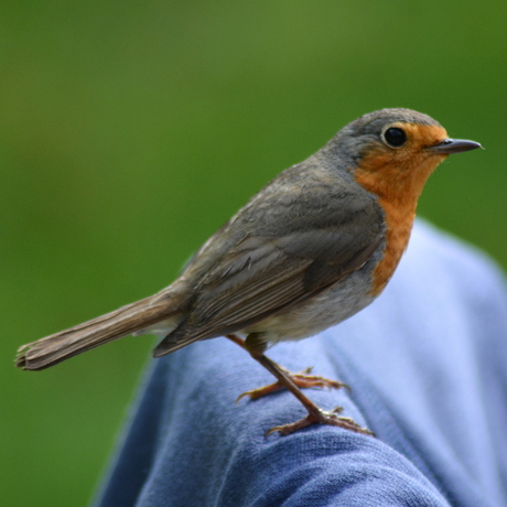 Roodborst op bezoek