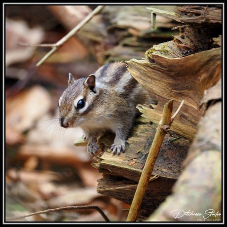 Siberian chipmunk