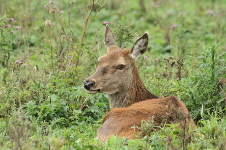 relaxed in hetgroen