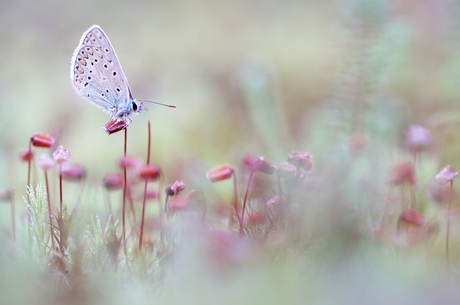 Icarusblauwtje op sporen van mos