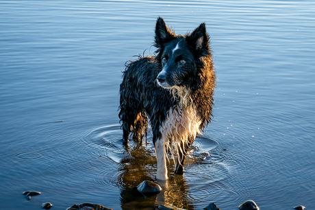 Bordercollie in the water