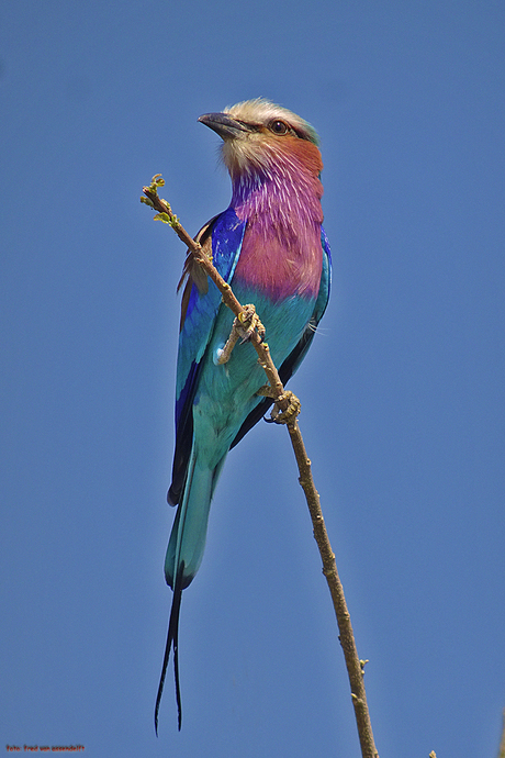 vogel, Zimbabwe